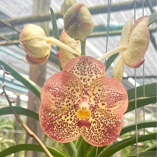 Vanda orchid V WARUTH LEOPARD X KULWADEE FRAGRANCE #694