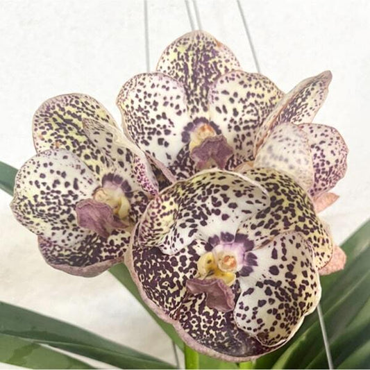 Vanda orchid V WARUT LEOPARD X KULWADEE FRAGRANCE #635