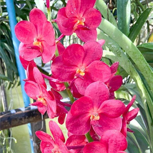 Vanda orchid V WIRAT X DR.ANEK #565