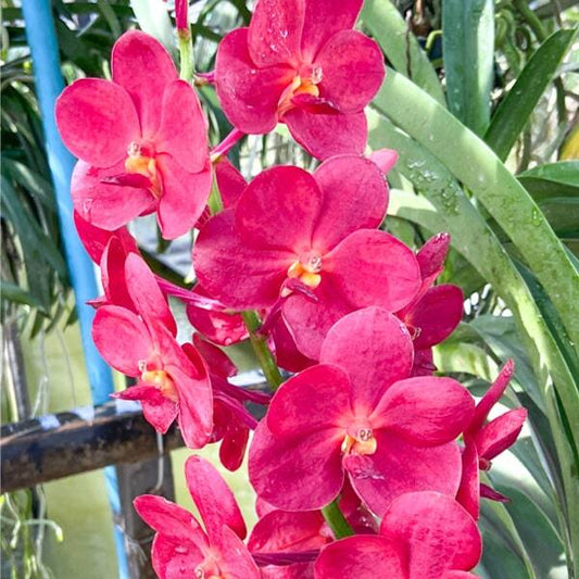 Vanda orchid V WIRAT X DR.ANEK #565