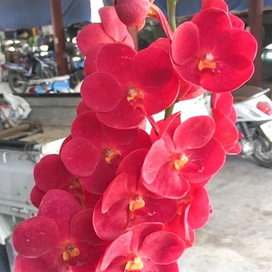 Vanda orchid V WIRAT X DR.ANEK #647