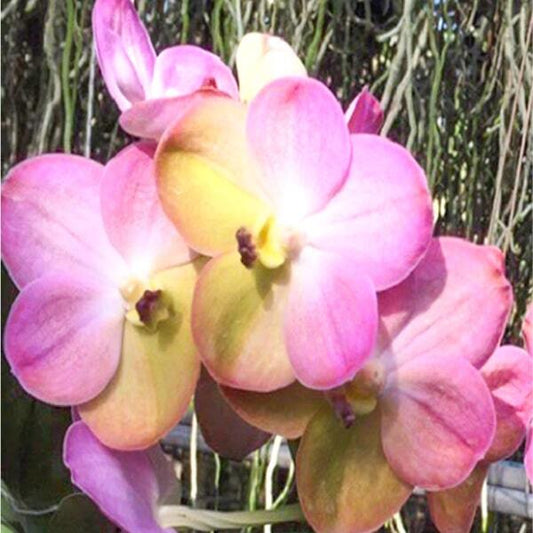 Vanda orchid V YELLOW BUTTERFLY #539