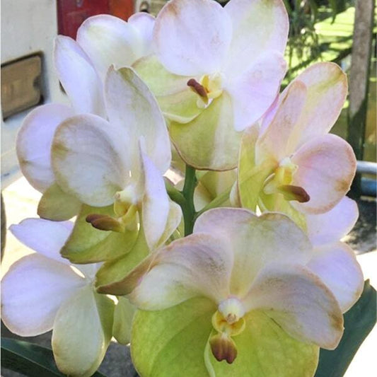 Vanda orchid V YELLOW BUTTERFLY #572