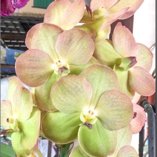 Vanda orchid V YELLOW BUTTERFLY #597