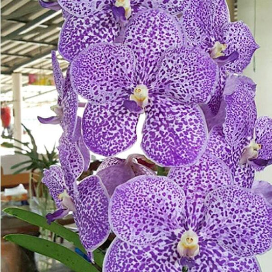 Vanda orchid V YANO BLUE