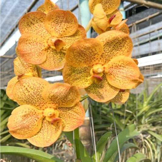 Vanda orchid V YELLOW BUTTERFLY #610
