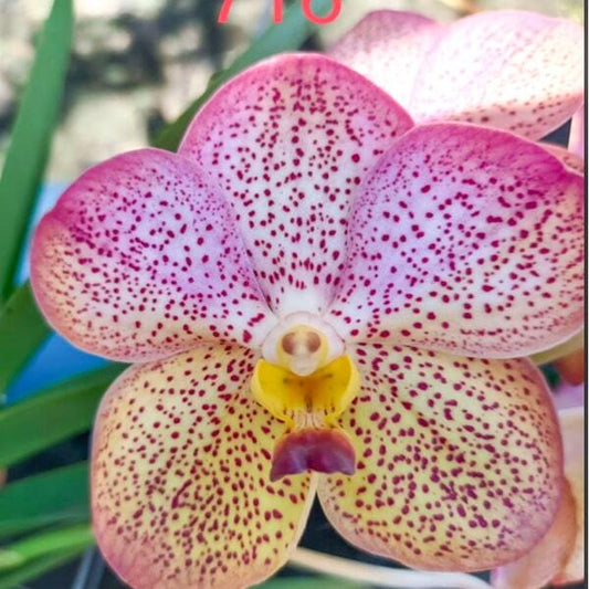 Vanda orchid V YELLOW BUTTERFLY #8