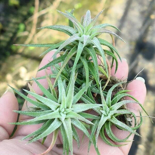 Tillandsia vanhyningii CLUMP S
