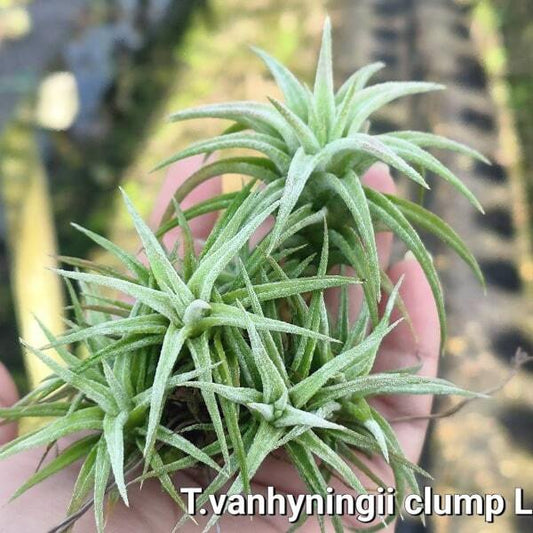 Tillandsia vanhyningii CLUMP L