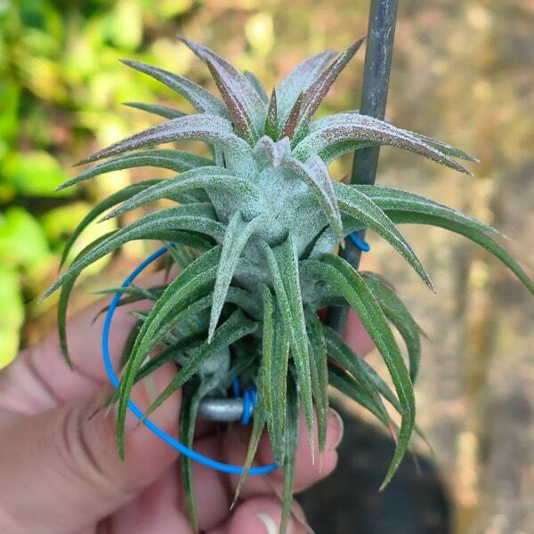 Tillandsia vanhyningii Red Dragon M