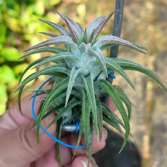 Tillandsia vanhyningii Red Dragon M