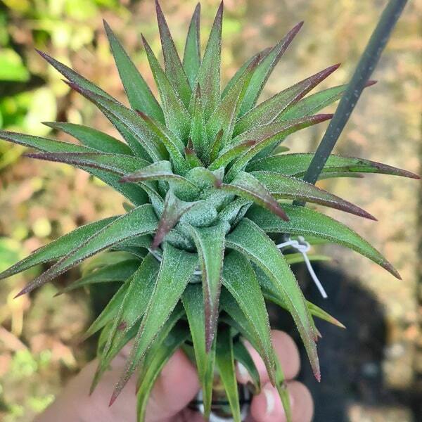 Tillandsia vanhyningii Red Dragon XL
