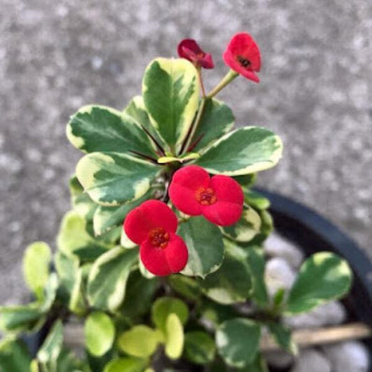Euphorbia Milii VARIEGATED HEART
