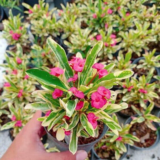 Euphorbia Milii VARIEGATED PINK
