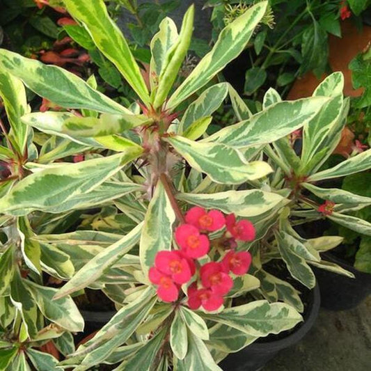 Euphorbia Milii VARIEGATED RED