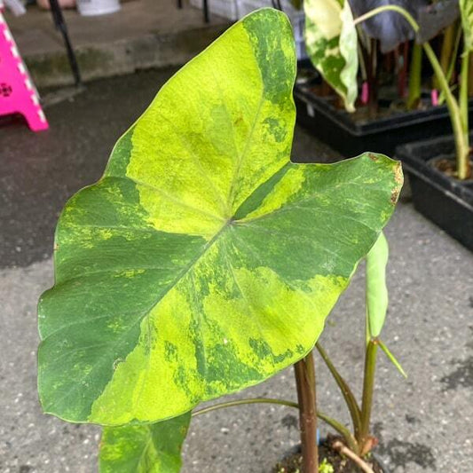 Colocasia VAREE PIROTH