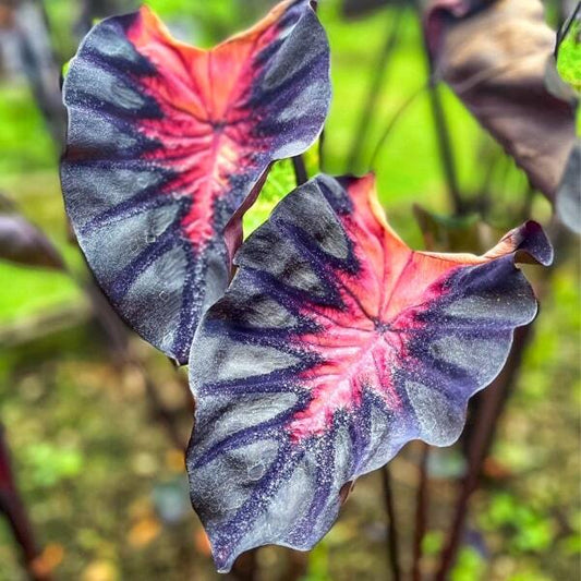 Colocasia VENUS
