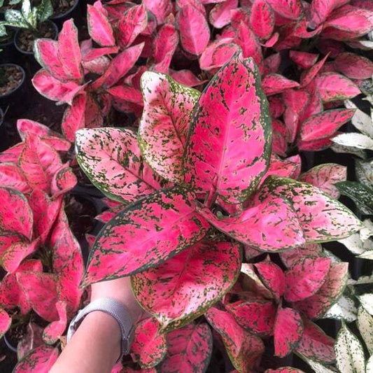 Aglaonema VENUS