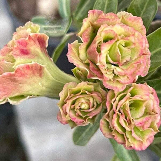 Adenium obesum VICKY