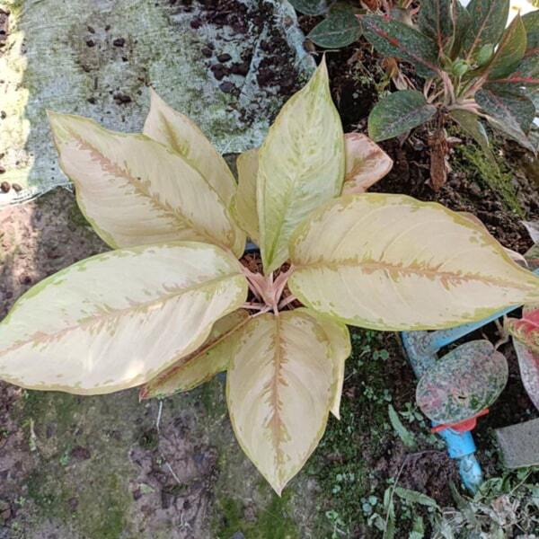 Aglaonema VICTORIA