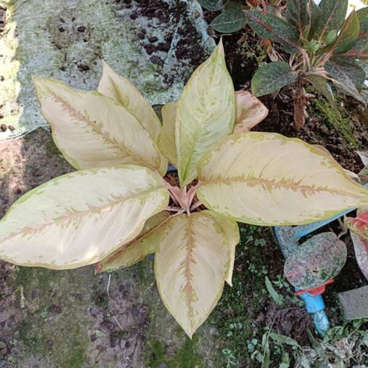 Aglaonema VICTORIA