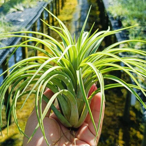 Tillandsia Victoria (ionantha x brachycaulos) R