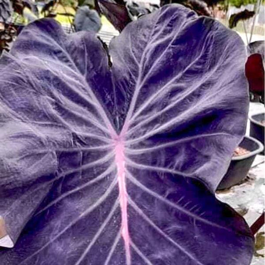 Colocasia VIOLET BLACK