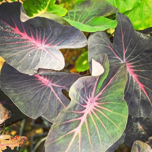 Colocasia VIOLET FANTASY