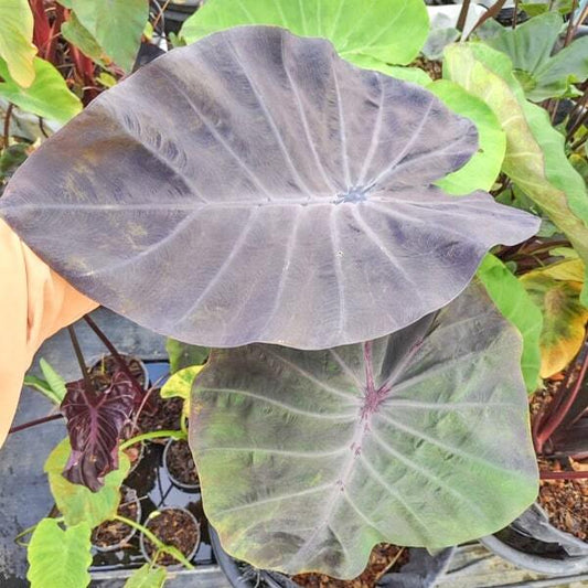 Colocasia VIOLET VESTA
