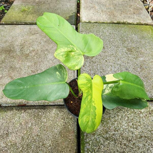 Philodendron GOLDEN VIOLIN VAR