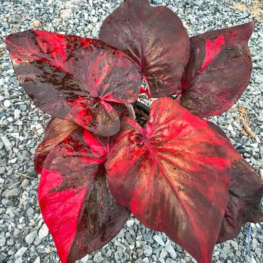 Caladium VOLCANO