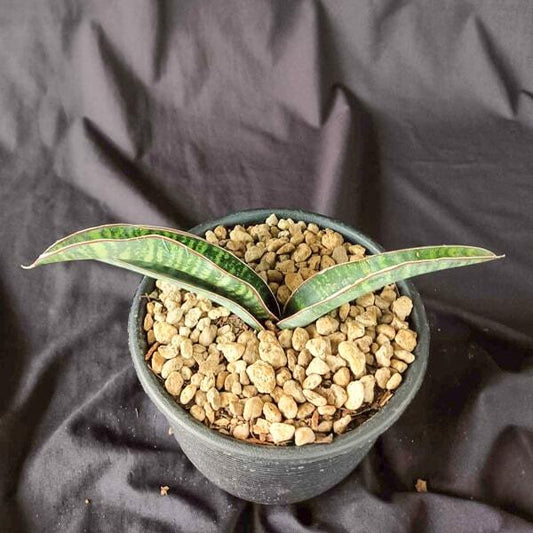 Sansevieria WAENSO