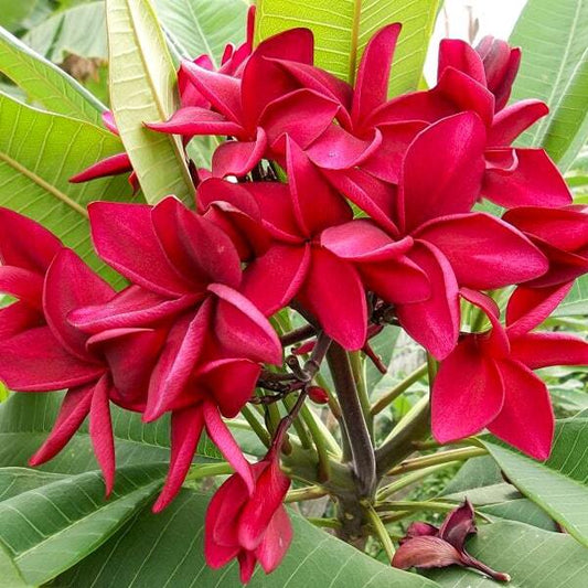 Plumeria WA KOR