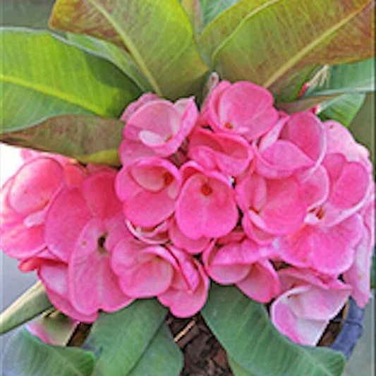 Euphorbia Milii WAAN TA