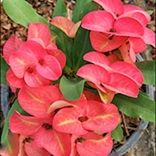 Euphorbia Milii WAAN JAI