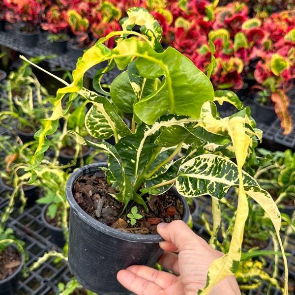Croton WAEN GAEW