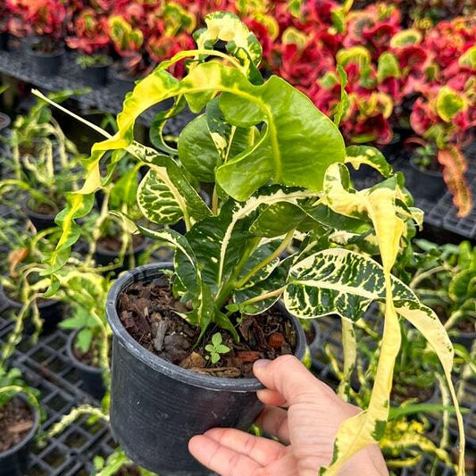 Croton WAEN GAEW