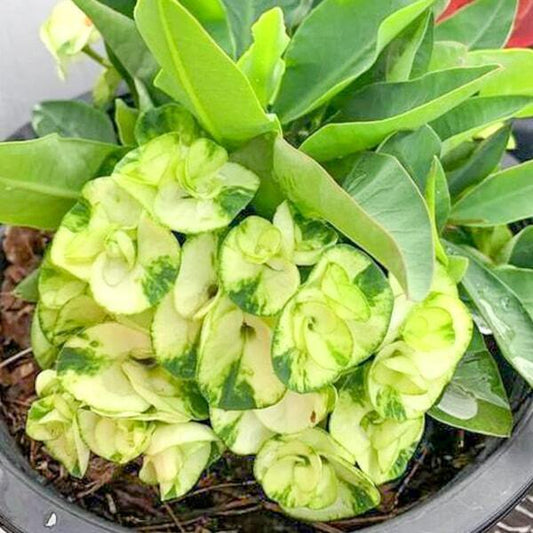 Euphorbia Milii WAEW MAYURA