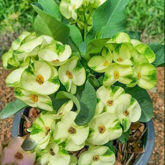 Euphorbia Milii WAEW UDOM