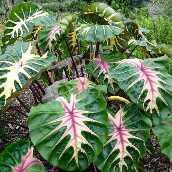 Colocasia WAIKIKI