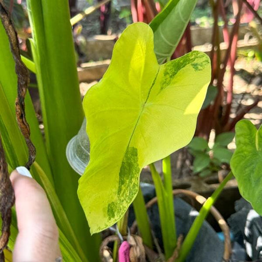 Colocasia WANG THONG