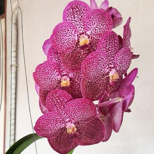 Vanda orchid V WANVARAT #101
