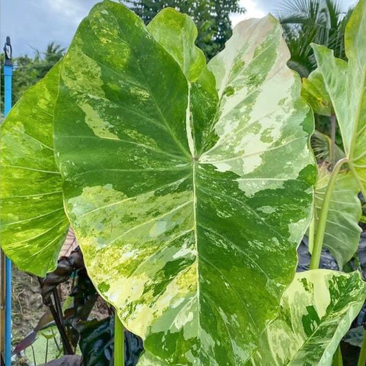 Colocasia WAT BOSAT