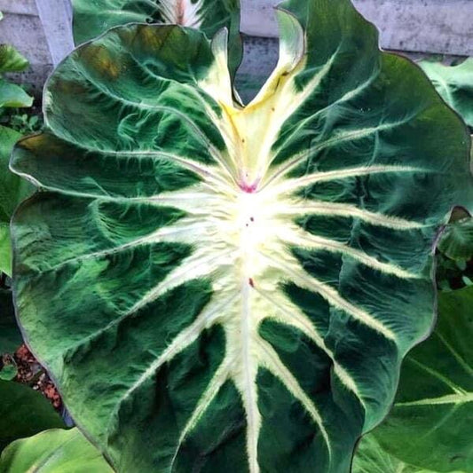 Colocasia WATERMELON PRINCESS