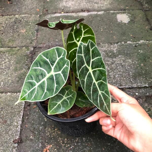 Alocasia WATSONIANA