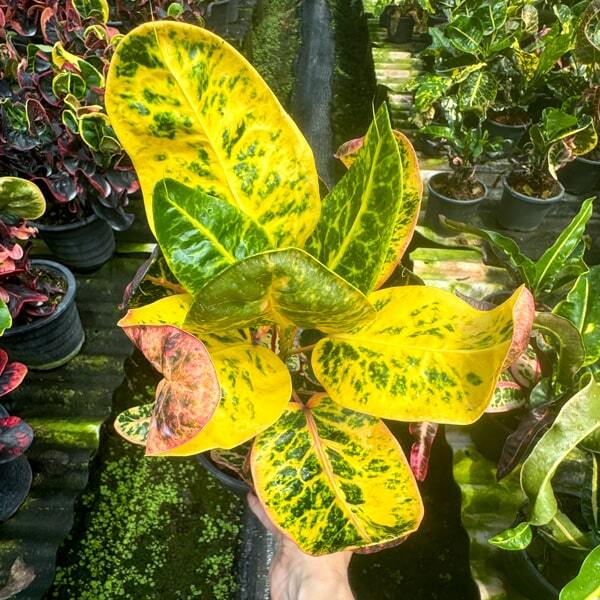 Croton WIMAN THEWET