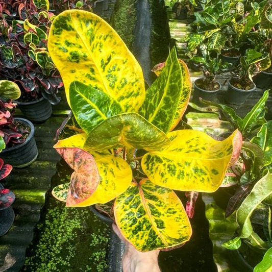 Croton WIMAN THEWET