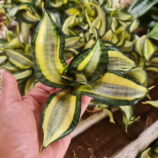 Sansevieria GOLDEN WENDY