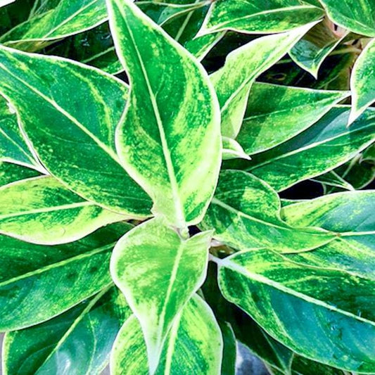 Aglaonema WHITE AURORA