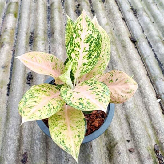 Aglaonema LAK SAB WHITE